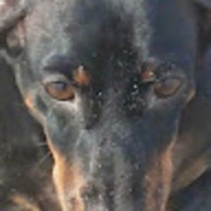 Meet your Posher, Hugh